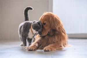 Hund og katt koser med hverandre.