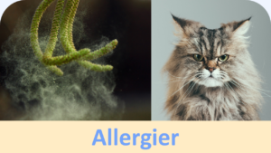 Du er her: Allergier