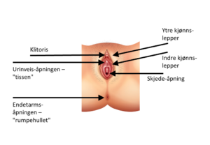 Skjematisk tegnign av kvinnes kjønns-organer.