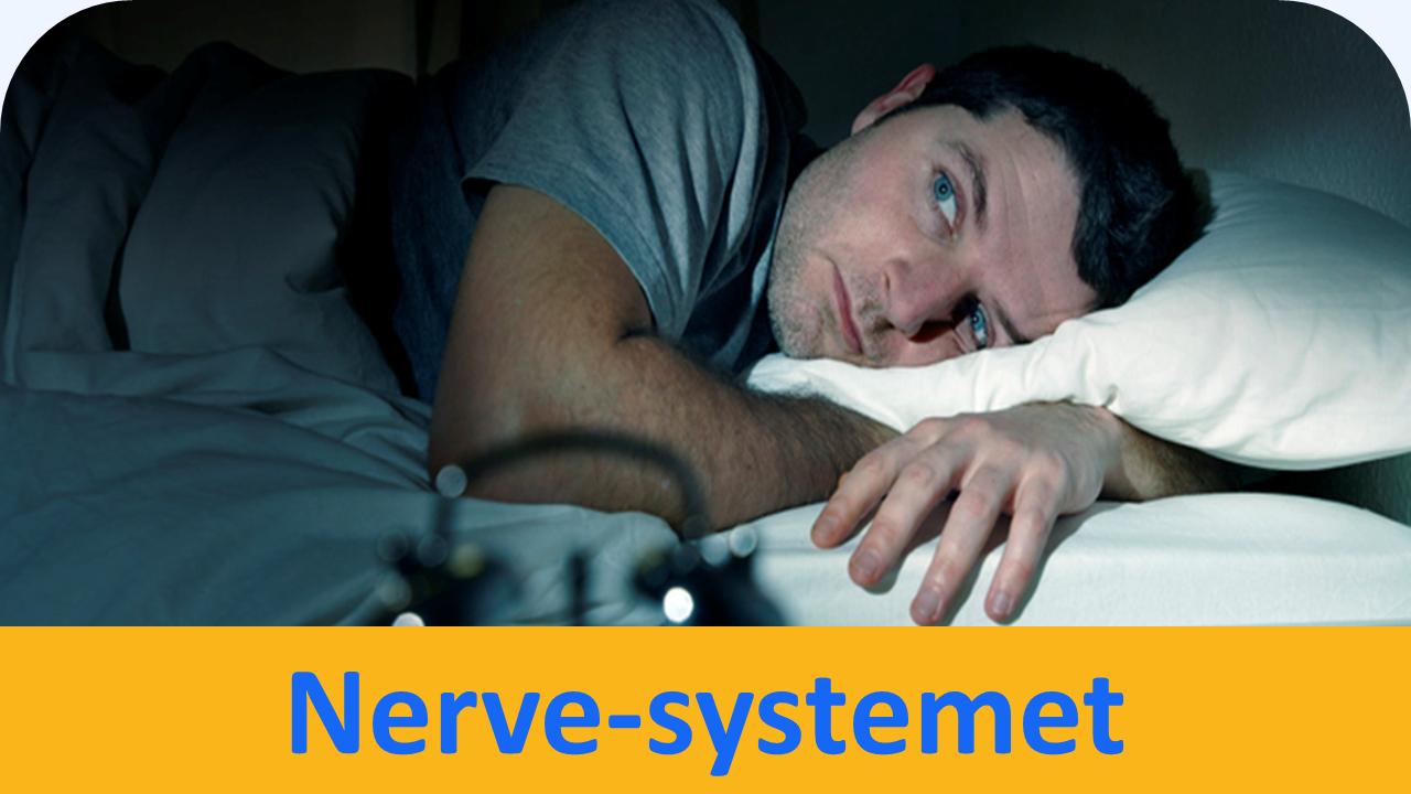 Nerve-systemet